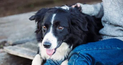 Onderzoek wijst uit: dit zijn de slimste hondenrassen! Hoe slim is jouw hond?