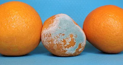 Comida que no tendrás que tirar cuando tenga moho