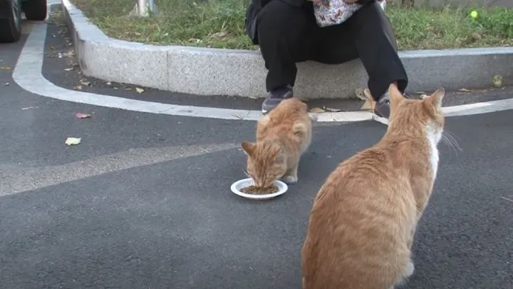 This homeless cat only accepts food from a bag and the reason is touching