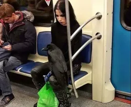 Non crederete mai a questi 41 bizzarri esseri umani avvistati sui mezzi di trasporto pubblico