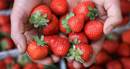 Op déze manier blijven je aardbeien tot wel een week vers in de koelkast