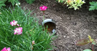 Last van slakken in de tuin? Dat is simpel op te lossen met deze fantastische tip!