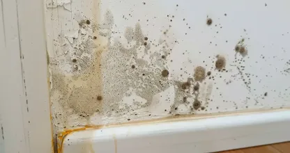 Get rid of mold around your house easily!