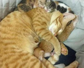 Unglaublich süß... Dieser Vater-Kater zeigt deutlich was er von seinen kleinen Kindern hält!
