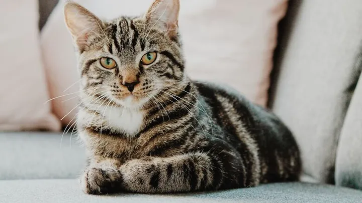 Onderzoek bevestigt: ‘Katten lijken wél om hun baasje te geven’