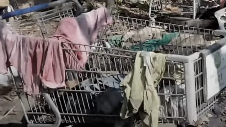 Man takes cute “puppy” home with him, which turns out to be a dangerous mistake