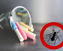 So wirst du Ameisen sofort mit ganz normaler Kreide los!