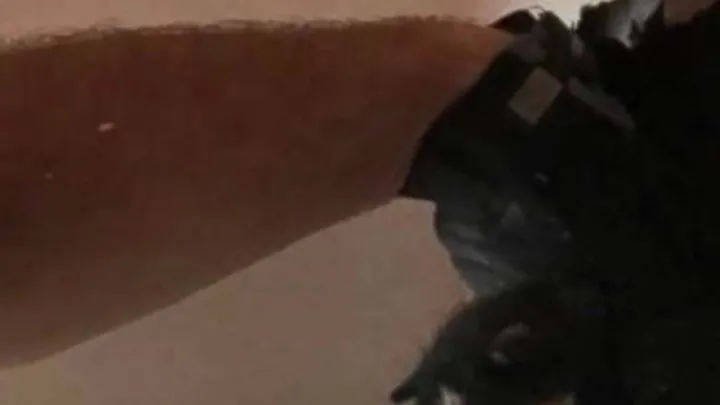 Hombre instala cámara después de que un perro mirara un lugar en la pared durante días
