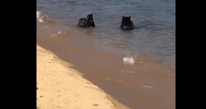 Het was berengezellig op het strand! Kijk eens wie hier een frisse duik komen nemen.