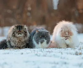 These Zodiac signs get very grumpy when they're hungry