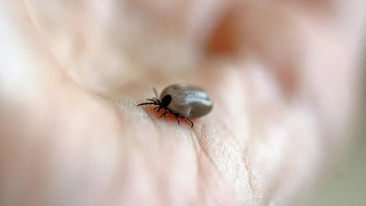 Pas op! Het TBE tekenvirus is al bij de eerste patiënt in Nederland aangetroffen. Dit zijn de symptomen.