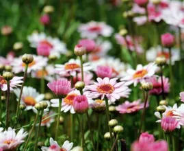 Natuurliefhebbers opgelet: deze app herkent duizenden soorten bloemen en planten