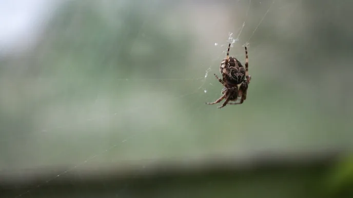 Geen zin in spinnen in huis? Zet dan DIT plantje neer op de plekken waar ze vaak verschijnen!
