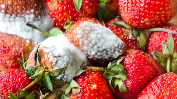 Goeie vraag: hoe ontstaat schimmel op eten?