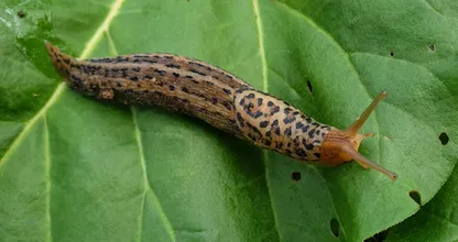 Verpletter deze slak vooral niet, het is de enige die uw tuin beschermt