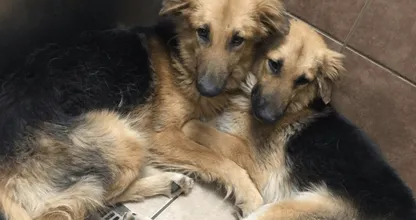 Zakdoeken gereed! DEZE honden vinden steun bij elkaar nadat ze worden gedumpt in het asiel