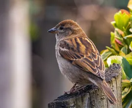 Nature restoration England: live within 15 minutes of green space