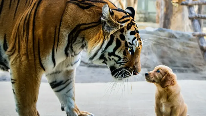 Un cucciolo scivola nella gabbia delle tigri: ciò che i guardiani dello zoo riprendono con la telecamera è incredibile
