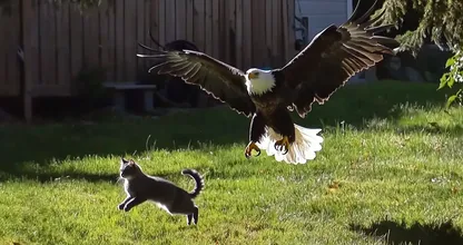 Adler schnappt Katze aus Garten – beobachten Sie, was der Nachbar tut