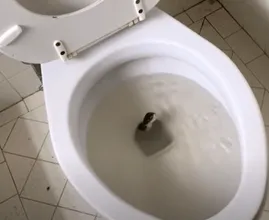 Mężczyzna znajduje "węża" w swojej toalecie - gdy ekspert go widzi, szepcze: "To nie jest wąż..."