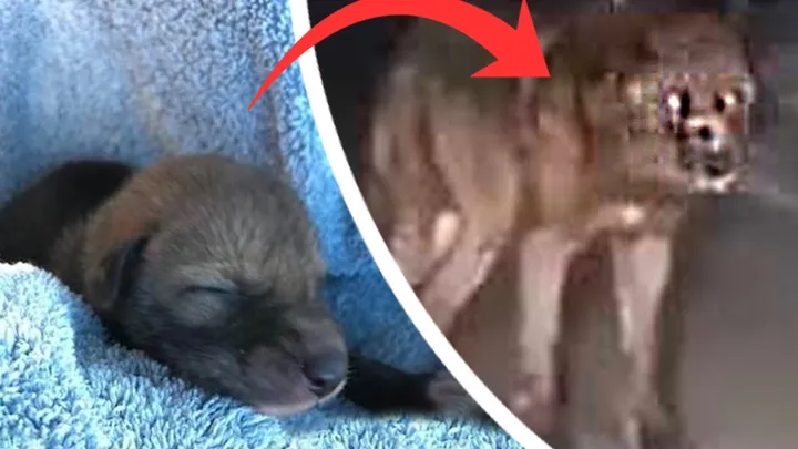 Man takes cute “puppy” home with him, which turns out to be a dangerous mistake