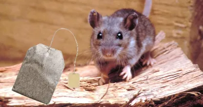 This is how you can ban vermin from your home with a tea bag
