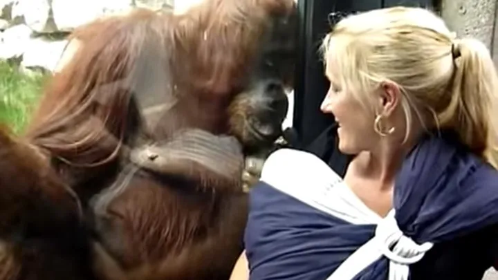 Deze moeder laat haar baby aan een orang-oetan zien achter het glas en wat er dan gebeurt... Dit MOET je zien!