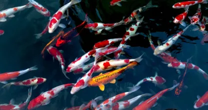 Oei! Gigantisch aquarium met 1500 vissen barst open