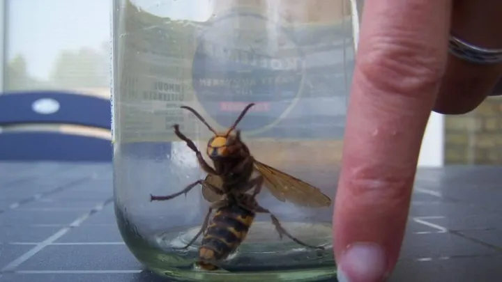 Waarschuwing: agressieve SUPERWESP in Nederland gesignaleerd! Kijk uit voor deze zeer gevaarlijke insecten, deel dit bericht SVP!
