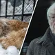Man Finds A Dog on the Brink of Freezing—But What It Was Hiding Under its Belly Is Unbelievable!