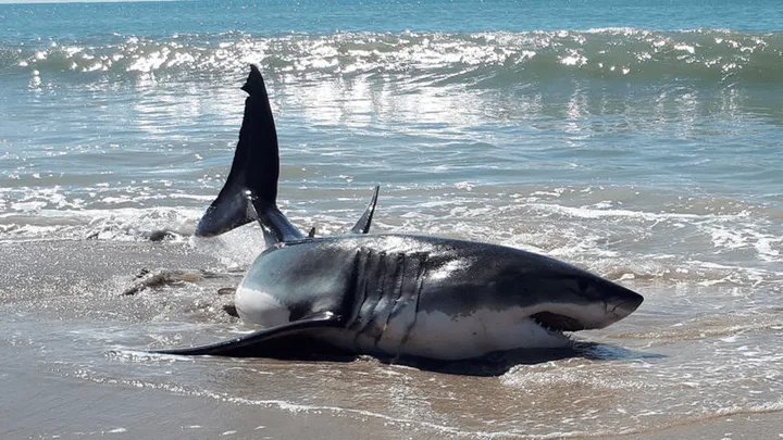 Massive, Mysterious Sea Monster Found on California Beach Stumps Scientists