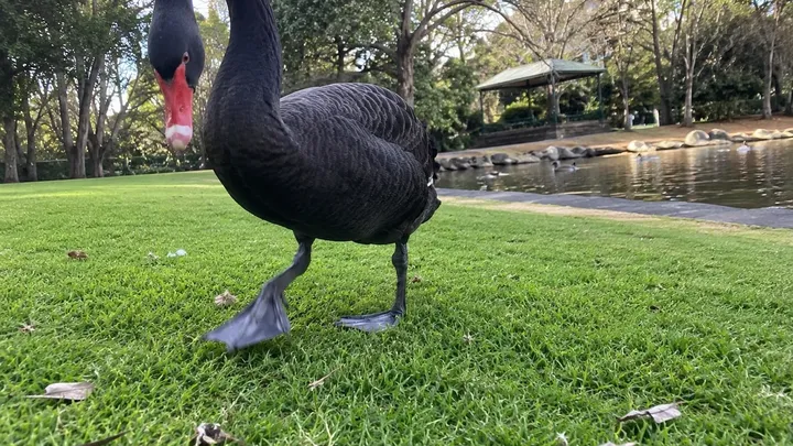Este cão usava uma câmera que tirava fotos sempre que ficava excitado - a compilação resultante está derretendo corações