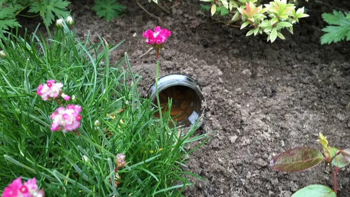Plagen dich Schnecken im Garten? Mit diesem genialen Trick bestimmt nicht mehr!