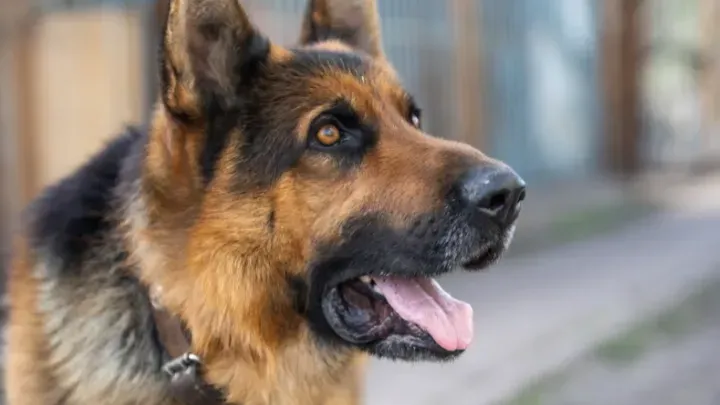 Jeden Tag starrt ein Hund in einen Regenwasserkanal - schockierender Fund, wenn er geöffnet wird!