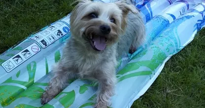 Wie du an heißen Tagen dafür sorgst, dass dein Vierbeiner nicht überhitzt (Hund und Katze)