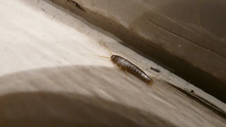 Do you have silverfish in your home? THIS is how to easily get rid of them!