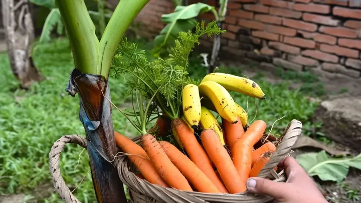 Das Unmögliche ernten: Eine Pflanze anbauen, die Karotten und Bananen trägt