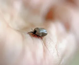 Tekenbeten liever voorkomen? Gebruik dan eens deze natuurlijke olie