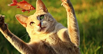 Aha! Dit is de reden waarom katten zo gek zijn op vis