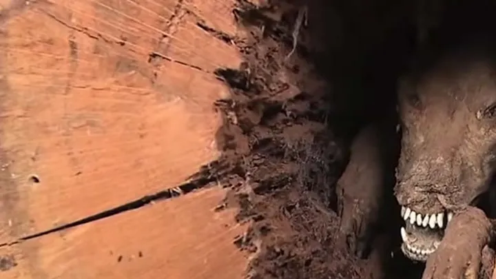 Holzfäller finden seltsame Kreatur in hohlem Baum