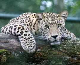 Leopard that was believed to be extinct spotted in Turkey