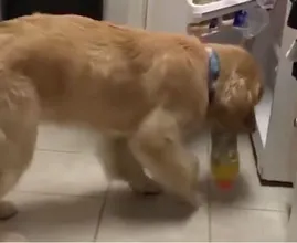 Brave hond weet precies wat hij moet doen als de bloedsuikerspiegel van zijn baasje daalt