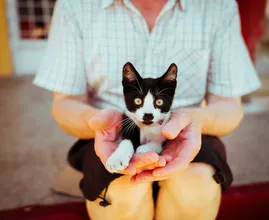 Feit of fabel: katten kruipen altijd op schoot bij kattenhaters