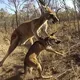 カンガルーが 「犬 」をつかんで走る - 地元の人々が明かす驚きの事実！