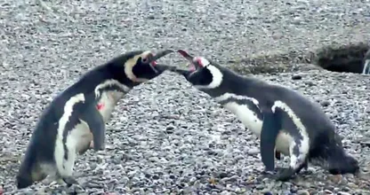 Pinguïns zijn toch zo monogaam?! Maar dan moet je dus niet vreemd gaan! Waanzinnige VIRAL video!