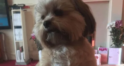 Altijd al willen weten hoe het eruit ziet als een klein hondje een hele kalkoen opeet? Lees dan even verder! Hilarisch!