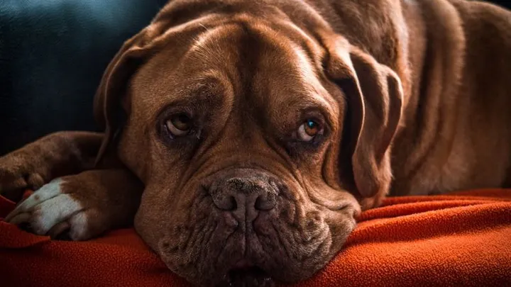 Hooikoorts bij je hond: zo herken je het en dit kun je doen