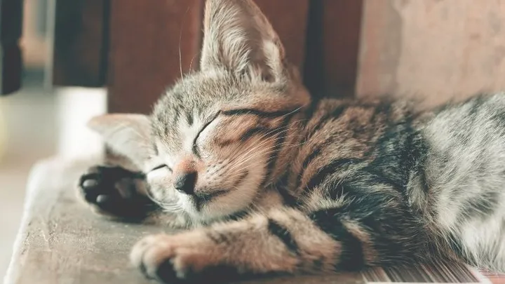 Wist je dat je kat ontspannen raakt van een lekker muziekje?