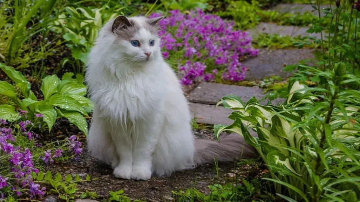 Vous avez toujours les chats des voisins dans votre jardin ? Avec cette astuce, ils ne viendront plus!