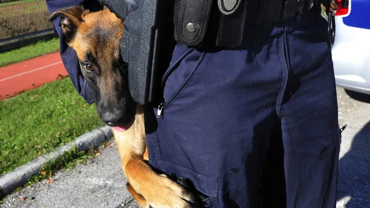 Un chien policier à la retraite fait une découverte intéressante avec l’aide de son propriétaire